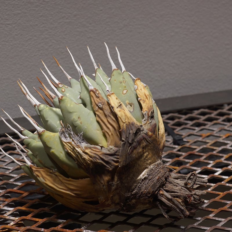 ⭐*ー様 アガベ ユタエンシス　エボリスピナ アガベユタエンシスエボリスピナ | STORES