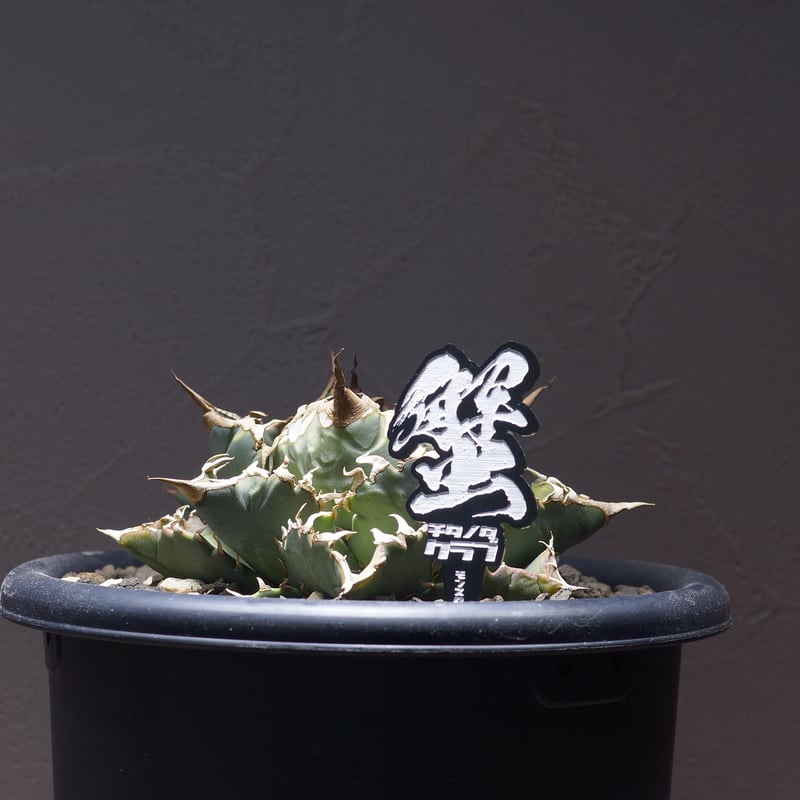 Agave titanota crab 蟹 アガベ チタノタ '螃蟹' Agave titanota