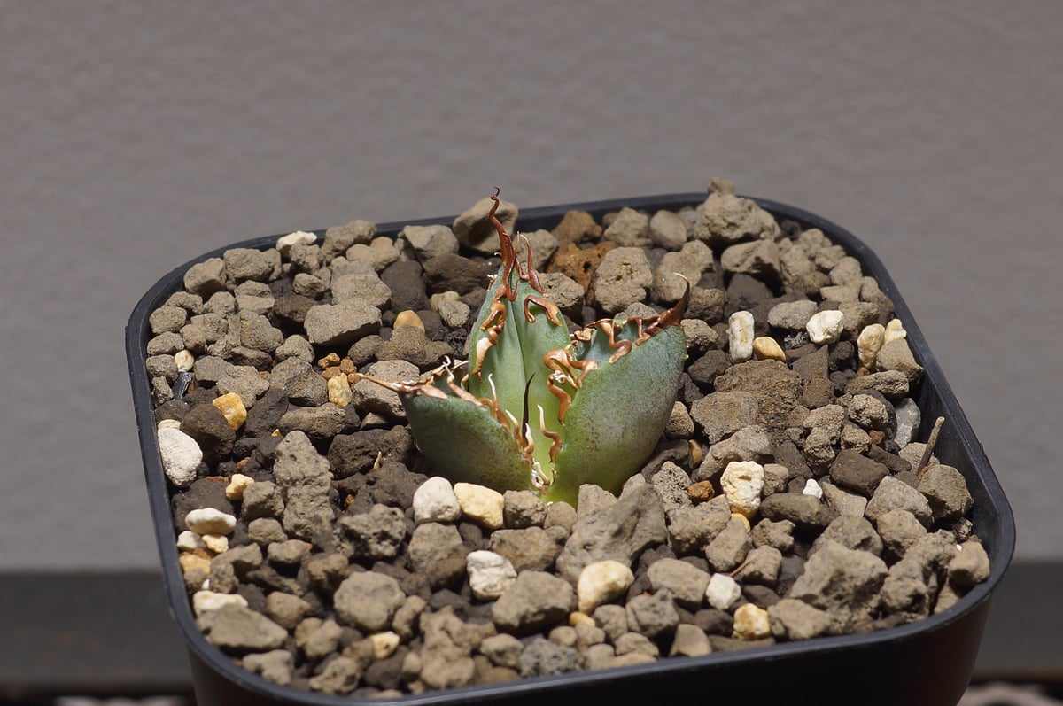 アガベ　白鯨　大きめ　ワイルド風 アガベ 白鯨 大きめ ワイルド風 アガベ 白鯨 大きめ ワイルド風