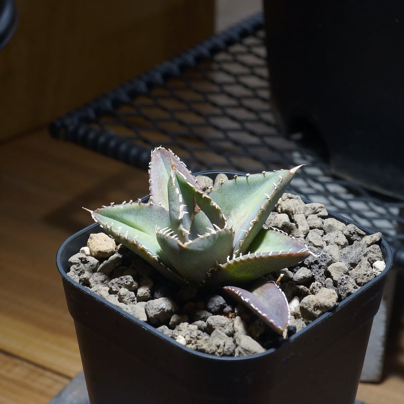 アガベ チタノタ 海王 / KO-03 | アガベ専門店 モンスターハウス