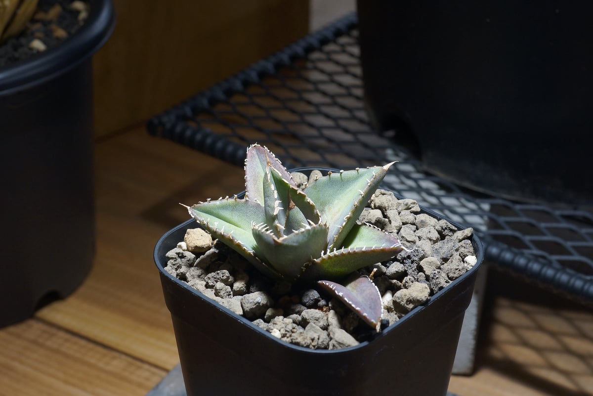 アガベ チタノタ 海王 アガベ チタノタ 海王 / KO-03 | アガベ専門店 モンスターハウス