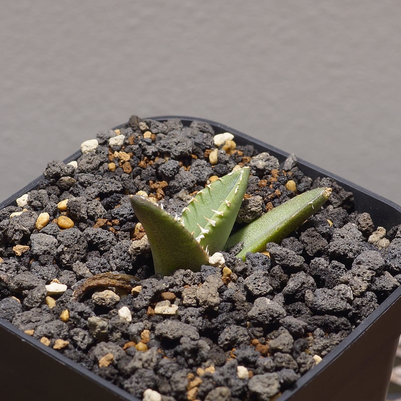 アガベ チタノタ 大白鯊 / WS-02 | アガベ専門店 モンスターハウス