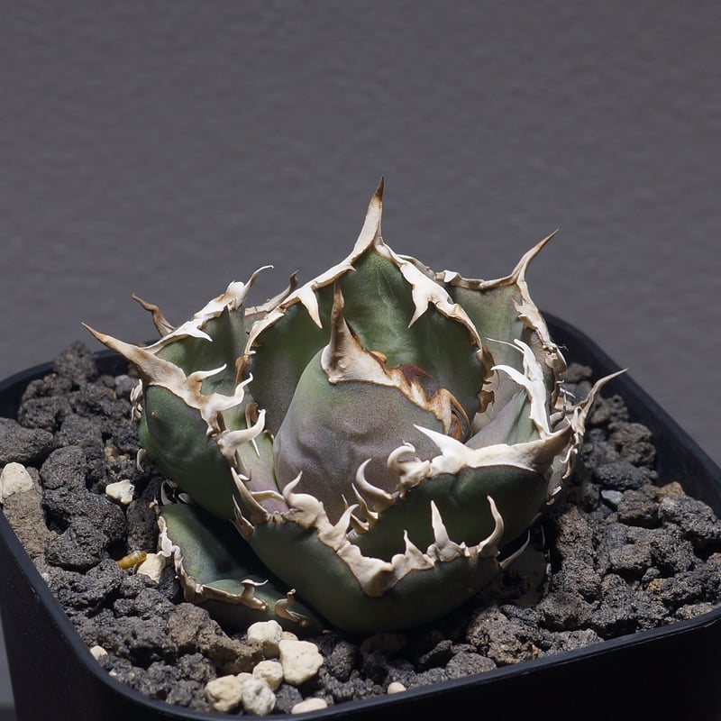 アガベ オテロイ FO-76/子株 F-27 | アガベ専門店 モンスターハウス