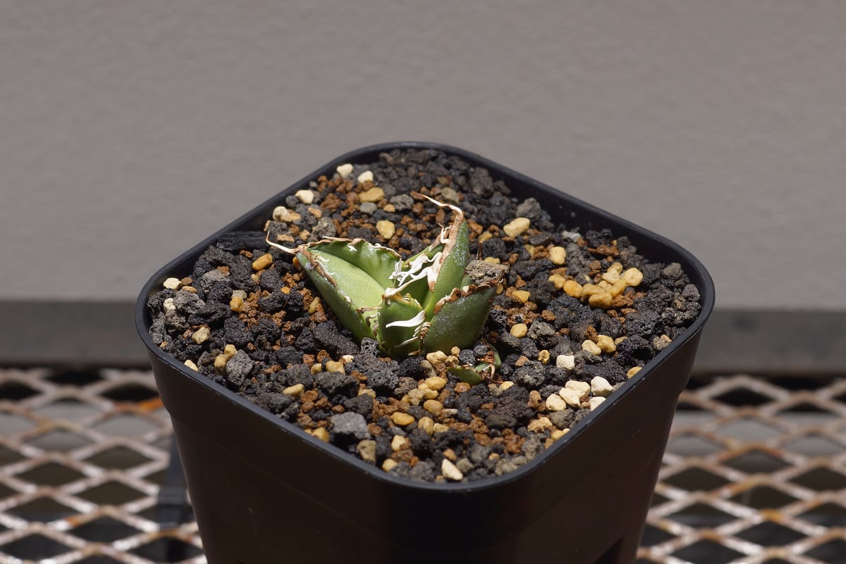 アガベ オアハカ オテロイ/ox-07 | アガベ専門店 モンスターハウス