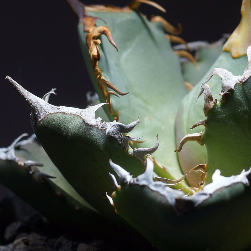 アガベ　オテロイ　特大株　送料込み 国内実生最高峰】アガベ オテロイ 