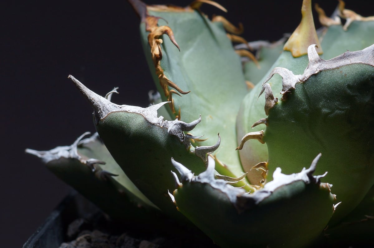 2月入荷 1000粒+ アガベ オテロイ 種子 チタノタ FO-76 証明書29 2月入荷 1000粒+ アガベ オテロイ 種子 チタノタ FO-76 証明書29