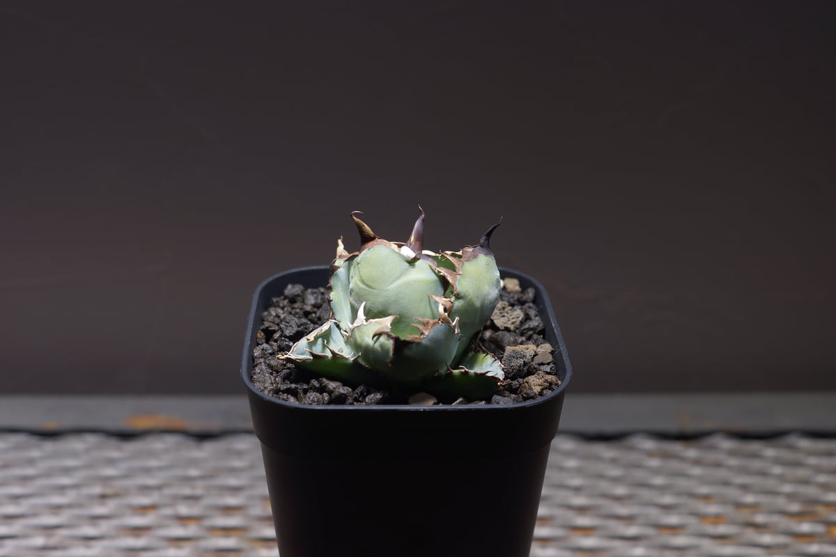 アガベ チタノタ ブラックアンドブルー/bb-27 | アガベ専門店