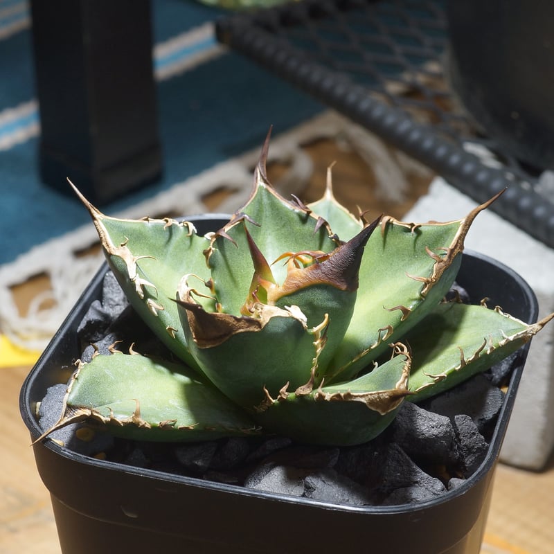 アガベ チタノタ 緑犀牛/ Dragon Agave産 GR-02 | アガベ専門店 モンス