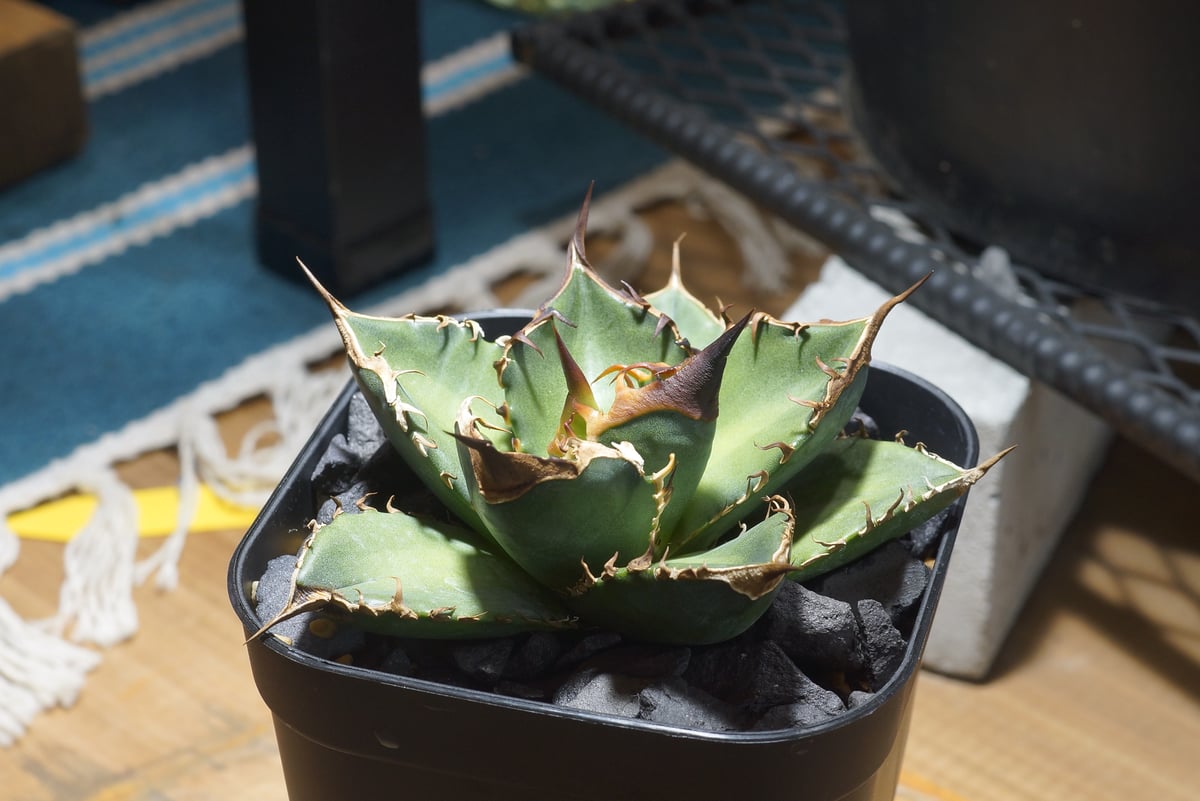 アガベ チタノタ 緑犀牛/ Dragon Agave産 GR-02 | アガベ専門店 モンス