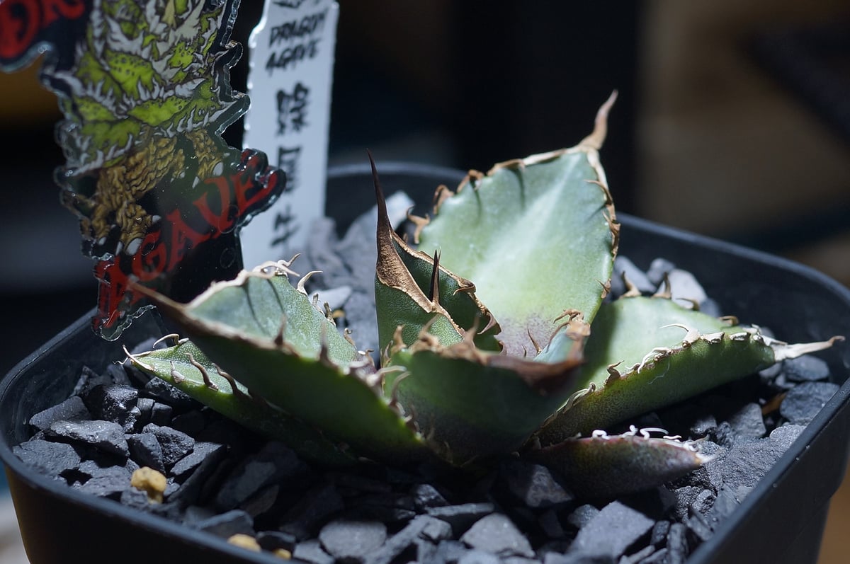 アガベ チタノタ 緑犀牛/ Dragon Agave産 GR-01 | アガベ専門店 モンス