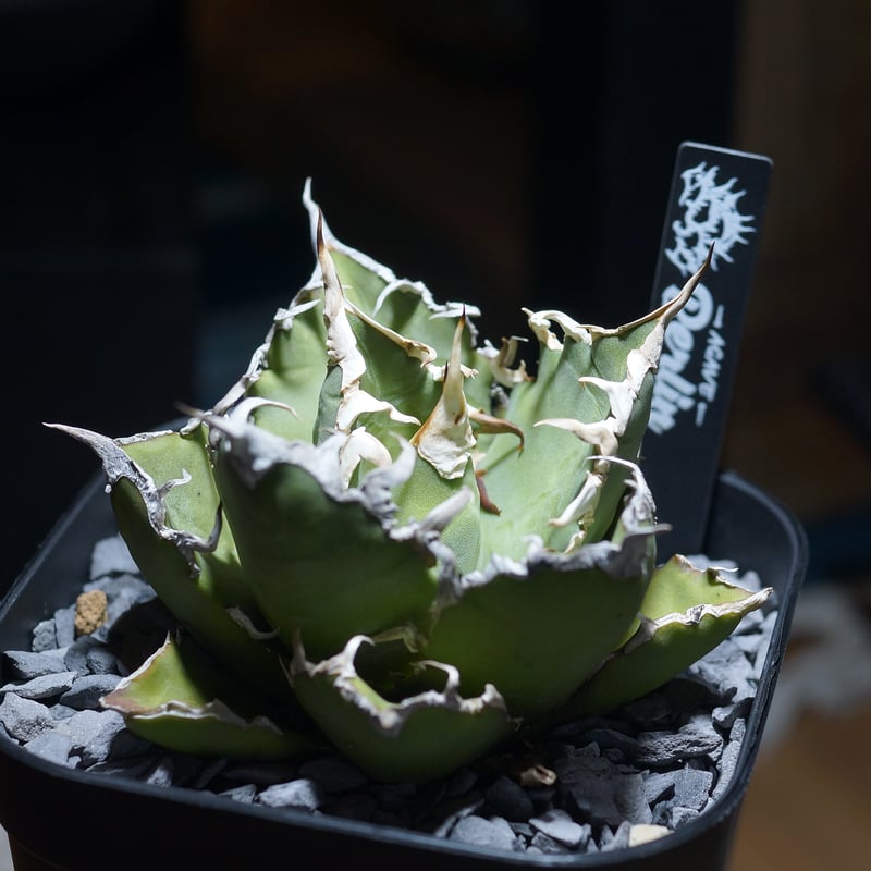 アガベ チタノタ シーザー 凱撒/ Berlin産 cae-16 | アガベ専門店