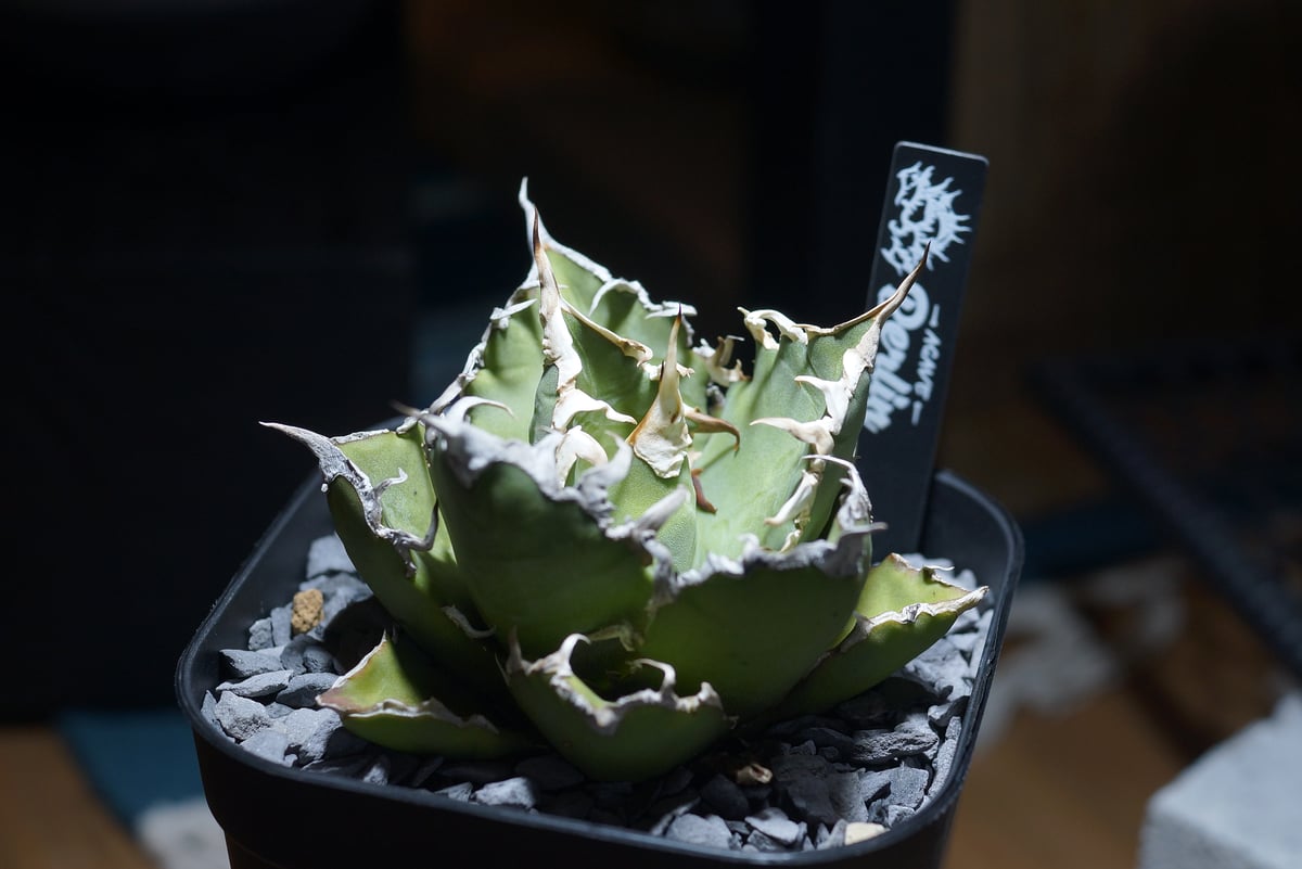 アガベ チタノタ シーザー 凱撒/ Berlin産 cae-16 | アガベ専門店