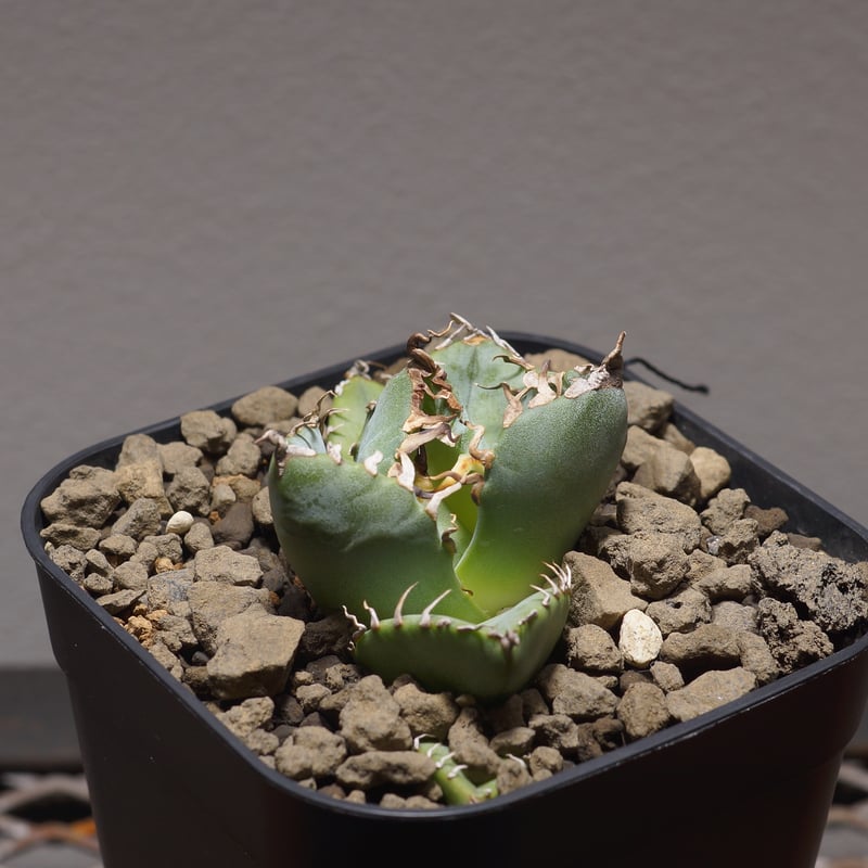 アガベ　チタノタ　魔丸　みやび鉢付き 管理No.18321784】アガベ チタノタ 魔丸（発根済） ｜ Agave