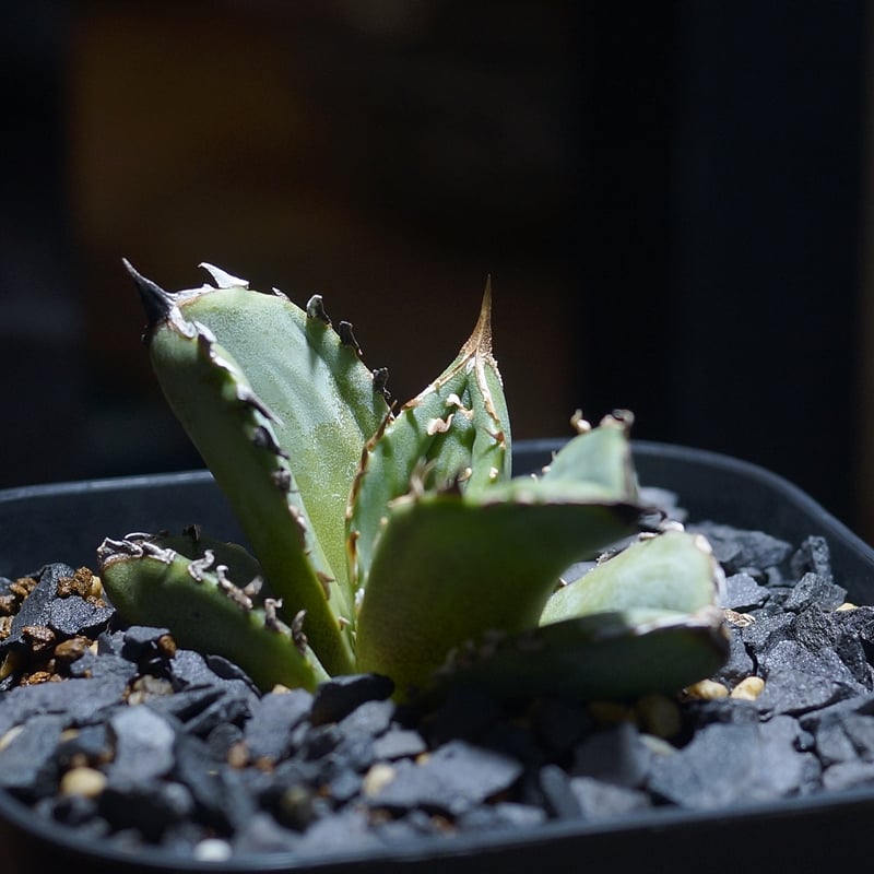 アガベ　チタノタ　cr-01 親株 アガベ チタノタ CR-01 子株 【公式通販】