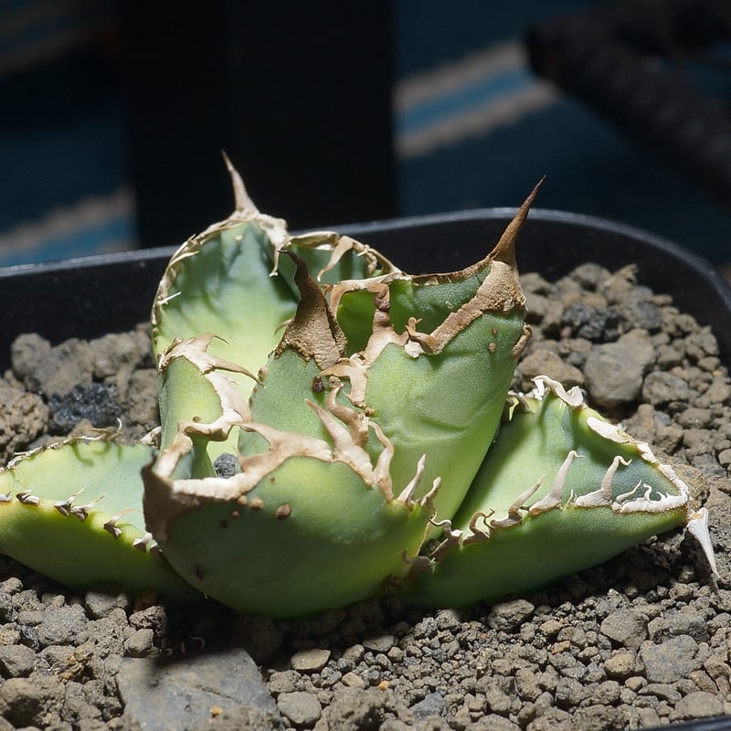 アガベ　チタノタ　星空　子株 アガベ チタノタ 星空 子株 【公式通販】