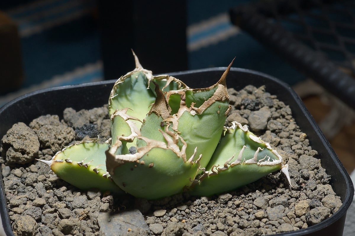 アガベ チタノタ 星空 / HZ-03 | アガベ専門店 モンスターハウス