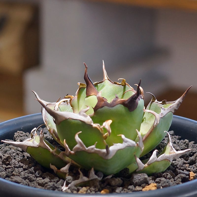 アガベ チタノタ ハデス / 黒帝斯 HD-03 | アガベ専門店 モンスターハウス