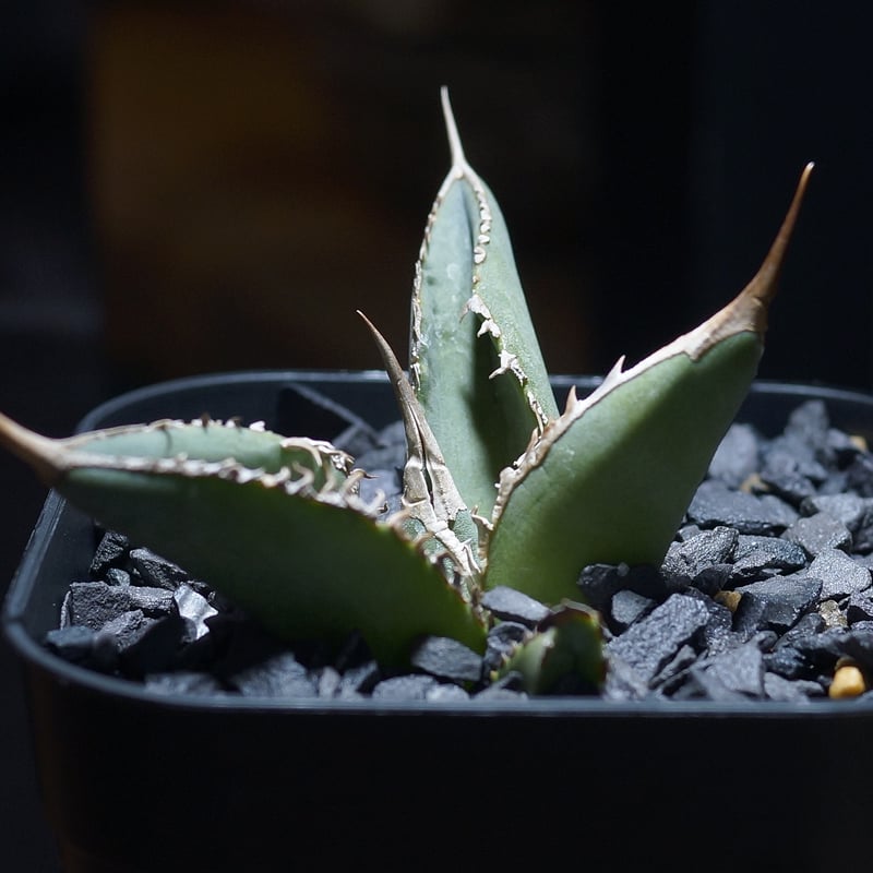 アガベ チタノタ X犀牛/ Dragon Agave産 xr-02 | アガベ専門店 モンス