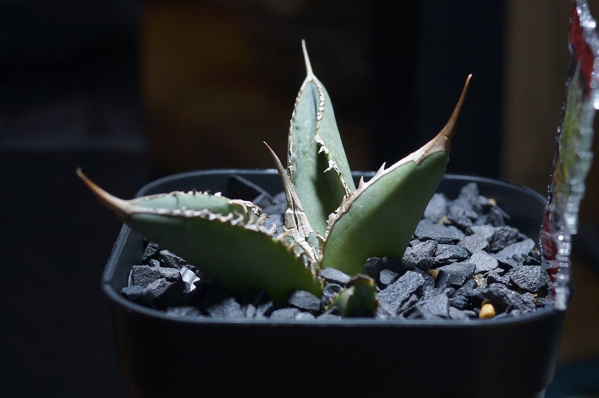 アガベ チタノタ X犀牛/ Dragon Agave産 xr-02 | アガベ専門店 モンス