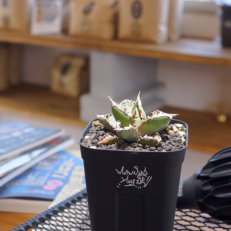 Akira Norita アガベ　チタノタ　狼人 アガベ・チタノタ 狼人成長記録① - BAXのきままに実生ブログ