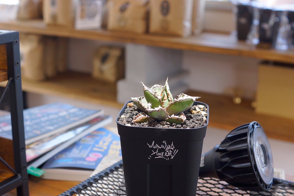 アガベ　NS2 ナカノ商店 アガベ チタノタ 狼人 RN-02 | アガベ専門店 モンスターハウス