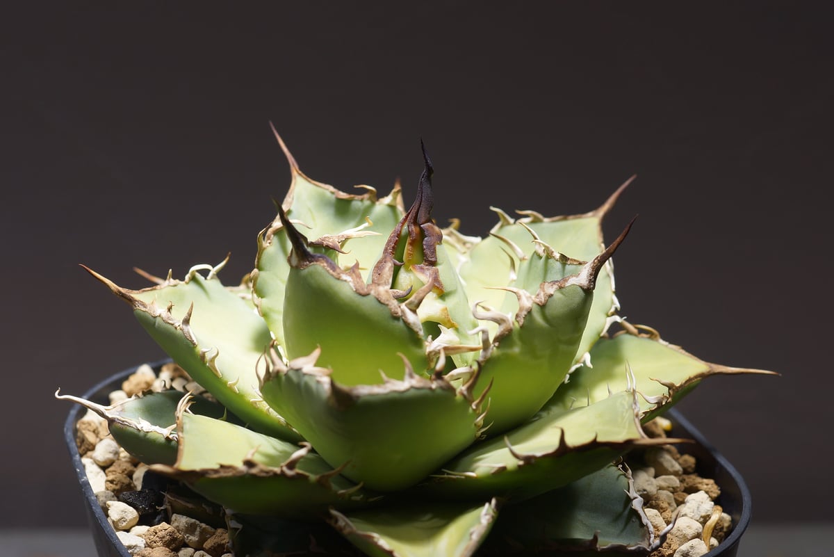 アガベ チタノタ 覇王竜 HR-02 | アガベ専門店 モンスターハウス