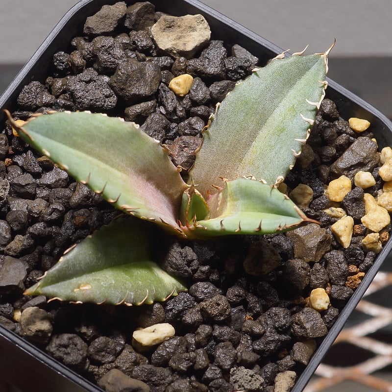 アガベ チタノタ 龍牙 / RG-02 | アガベ専門店 モンスターハウス