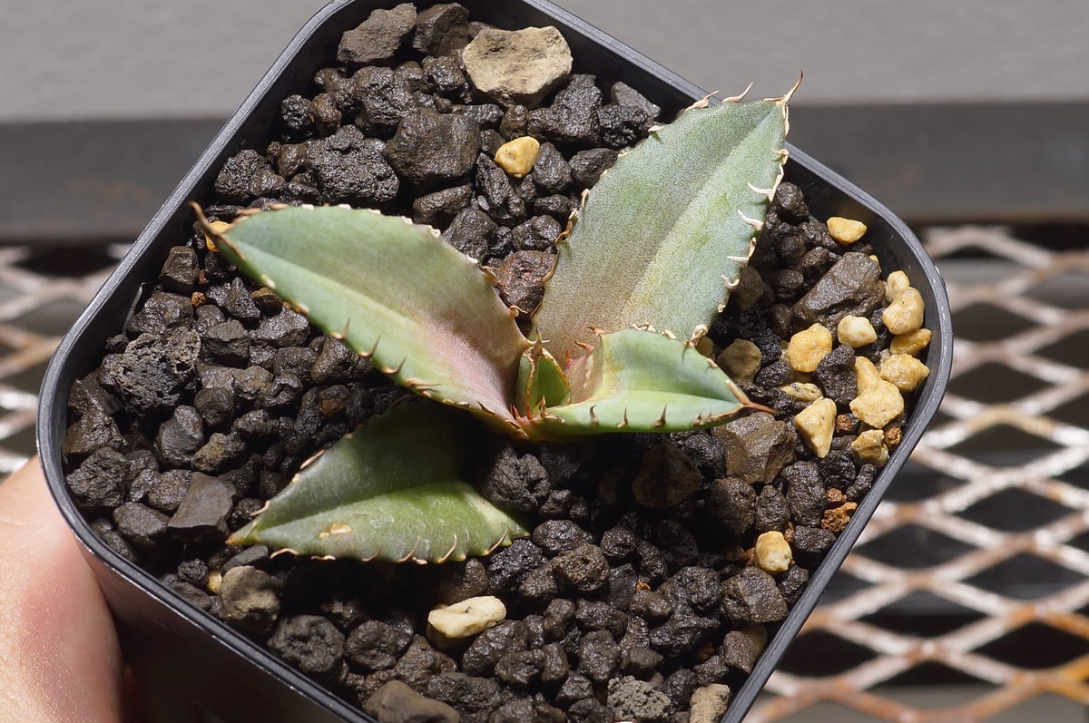 アガベ チタノタ 龍牙 / RG-02 | アガベ専門店 モンスターハウス