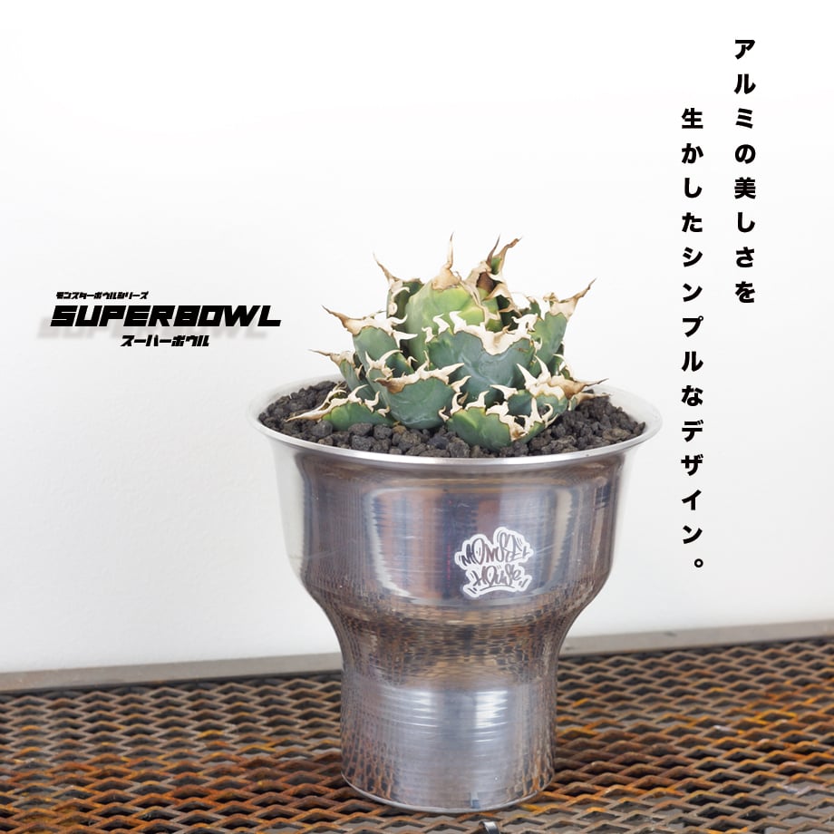 アガベ　クイックシルバー5号鉢任意の3鉢 輸送中の葉痛みご容赦ください。 アガベ クイックシルバー5号鉢任意の3鉢 輸送中の葉痛みご