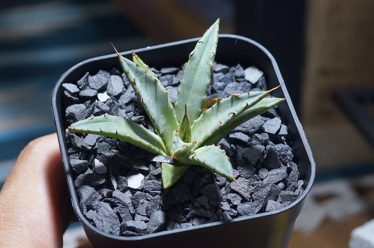 アガベ 妖炎（ユタエンシス）×厳龍 ユタエンシスハイブリッド 変異個体 ⚡️Agave hybrid⚡️ 妖炎×武蔵厳龍 utahensis var.nevadensis