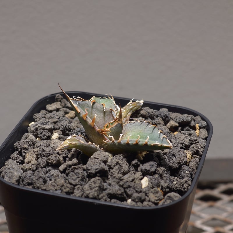 アガベ チタノタ シャークソウイ 子株 SS-09 | アガベ専門店