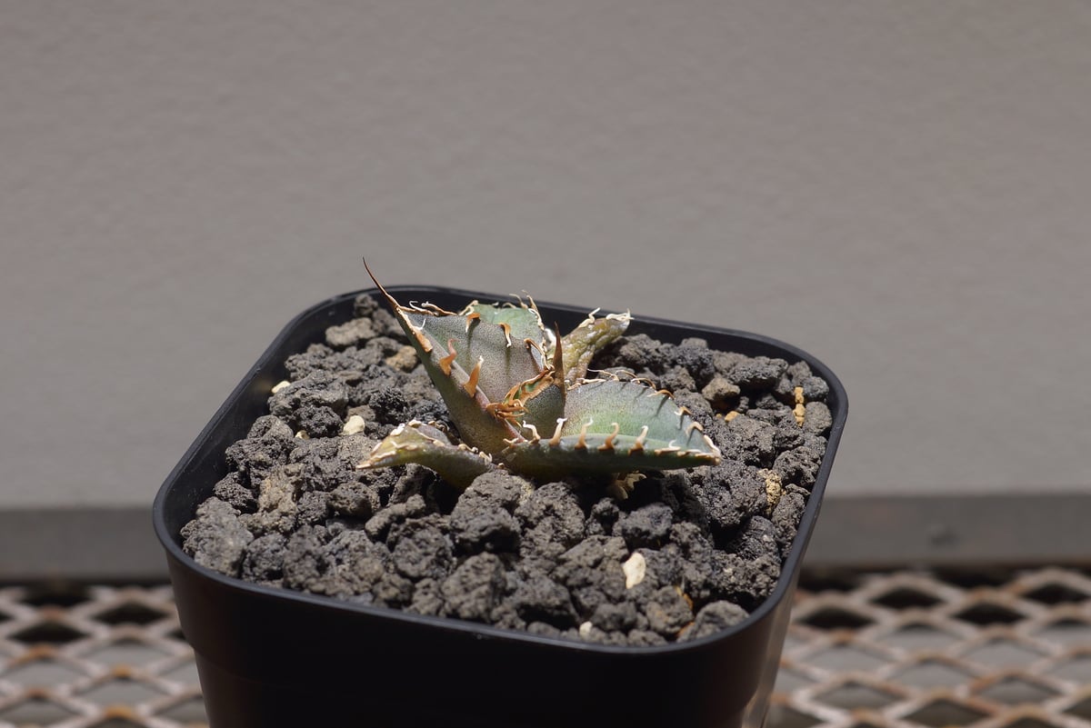 アガベ チタノタ sharkshoui シャークソウイDennis020 千鳥影 アガベ