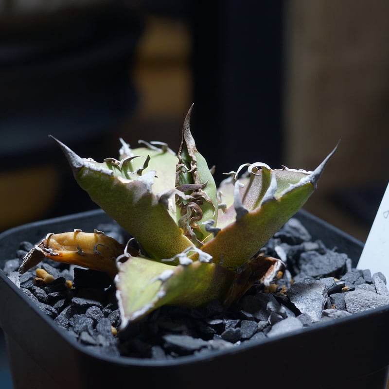 アガベ　チタノタ　シーザー凱撒 アガベ・チタノタ シーザー（凱撒）中-015｜agave titanota