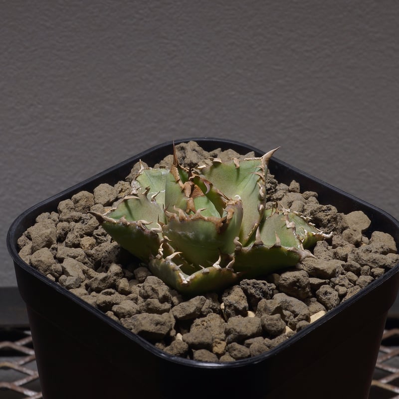 アガベ チタノタ 夕映厳竜/子株 YB-10 | アガベ専門店 モンスターハウス