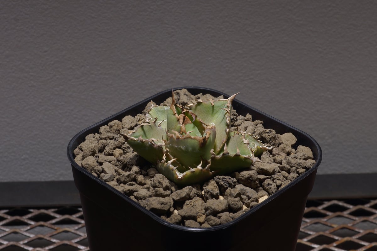 2190アガベ チタノタ 丸叶氷山 子株 10株セット 2190アガベ チタノタ 丸叶氷山 子株 10株セット苗 アガベ チタノタ