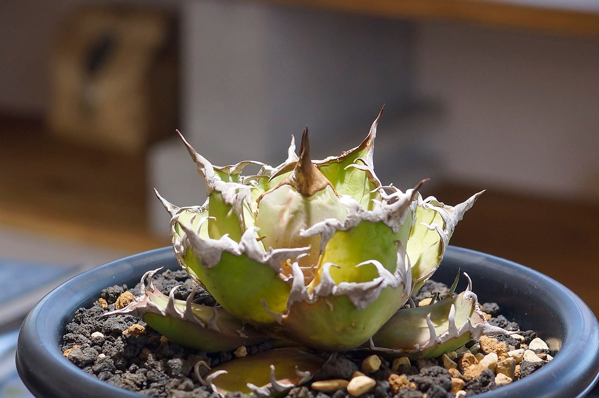 アガベ チタノタ シーザー Caesar 凱撤 カエサル 特選株】アガベ・チタノタ シーザー中-004｜agave titanota