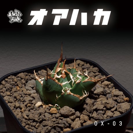 CATEGORY オテロイ オアハカ / Oaxaca | アガベ専門店 モンスターハウス