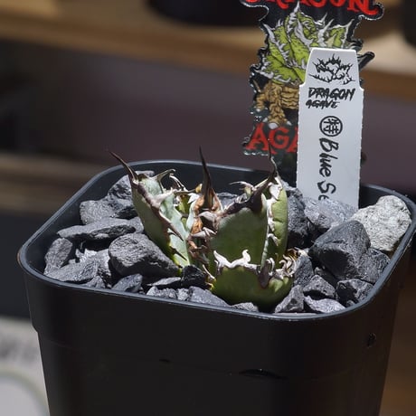 アガベ・塊根♪ ?media_id=3626214536195514287