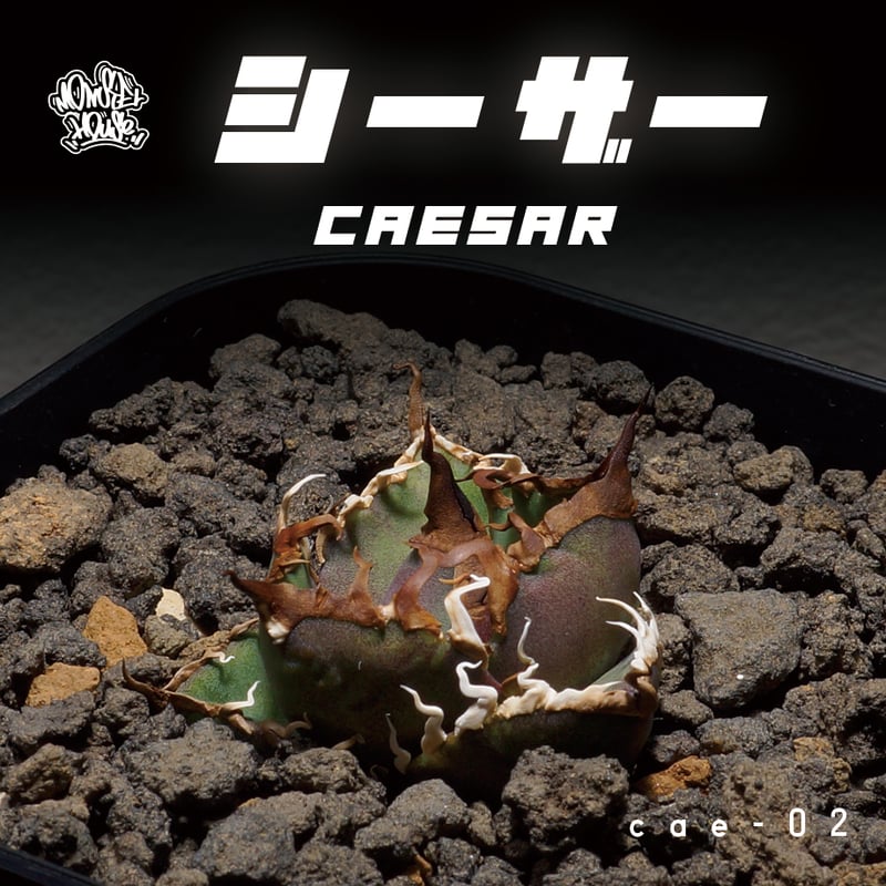アガベ・チタノタ　シーザー\"凱撒\"② アガベ チタノタ シーザー 凱撒/cae-02 | アガベ専門店