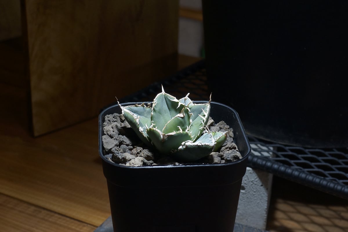 アガベ チタノタ 南アフリカダイヤモンド / SAD-07 | アガベ専門店