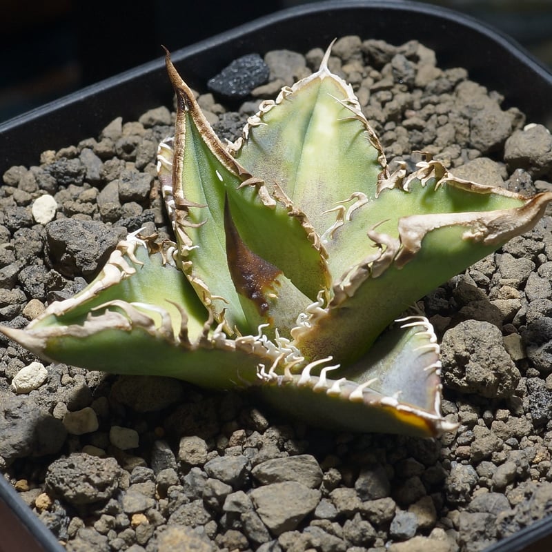 アガベ チタノタ 星空 / HZ-02 | アガベ専門店 モンスターハウス