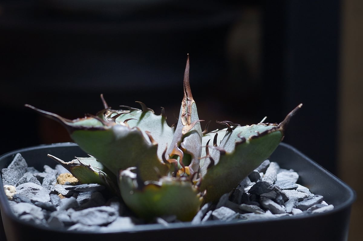 アガベ チタノタ 猟豹/ Dragon Agave産 ct-02 | アガベ専門店 モンスタ