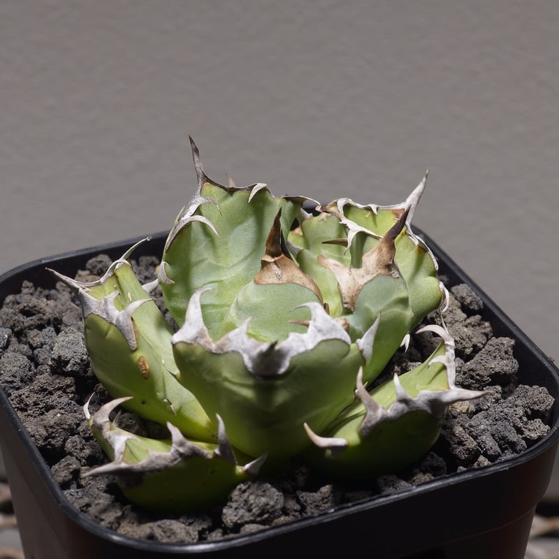 アガベ チタノタ 姫厳竜 HM-12 | アガベ専門店 モンスターハウス