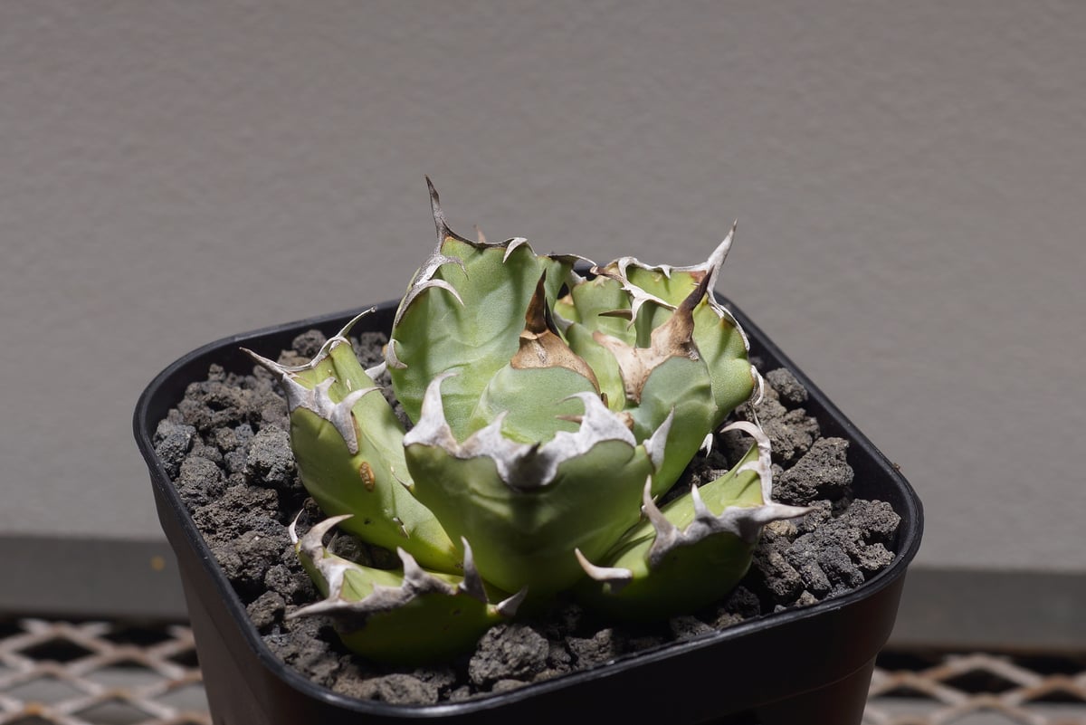 アガベ チタノタ 姫厳竜 HM-12 | アガベ専門店 モンスターハウス