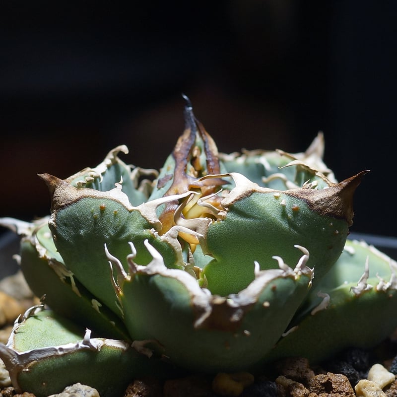 アガベ　チタノタ　オテロイ　疣猪　ブツブツ　子株　3 AGAVE TITANOTA 疣猪 1年半くらい育成している株 ぶつぶつは減っ