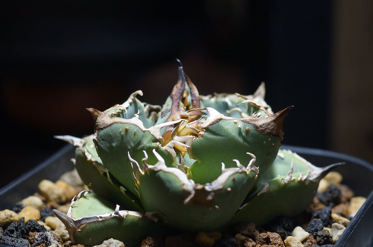 アガベ チタノタ 疣猪 / イボイノシシ WT-02 | アガベ専門店