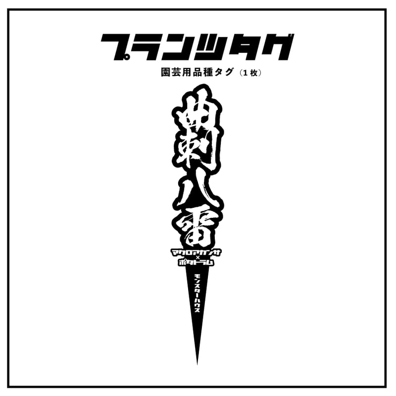 アガベ 品種 プランツタグ 黒】チタノタ 曲刺八雷 | アガベ専門店