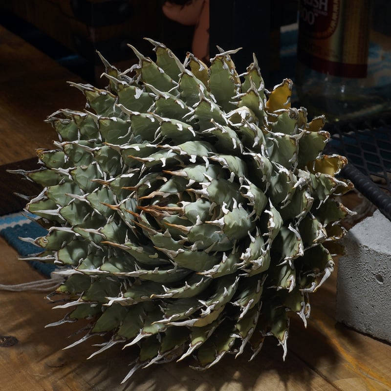 アガベ ユタエンシス エボリスピナ / ES-32 | アガベ専門店 モンスター