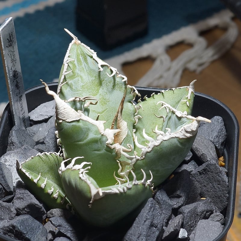 アガベ チタノタ 悪魔くん ak-01 | アガベ専門店 モンスターハウス