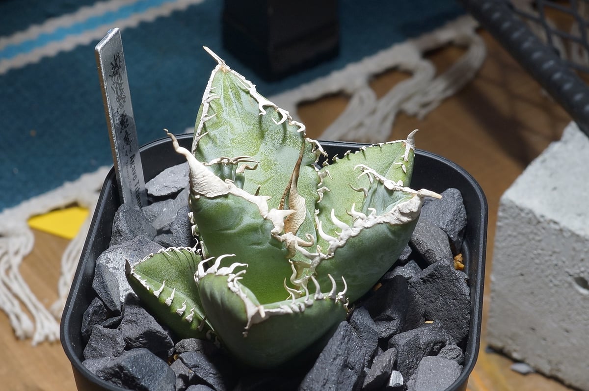 アガベ チタノタ 悪魔くん ak-01 | アガベ専門店 モンスターハウス